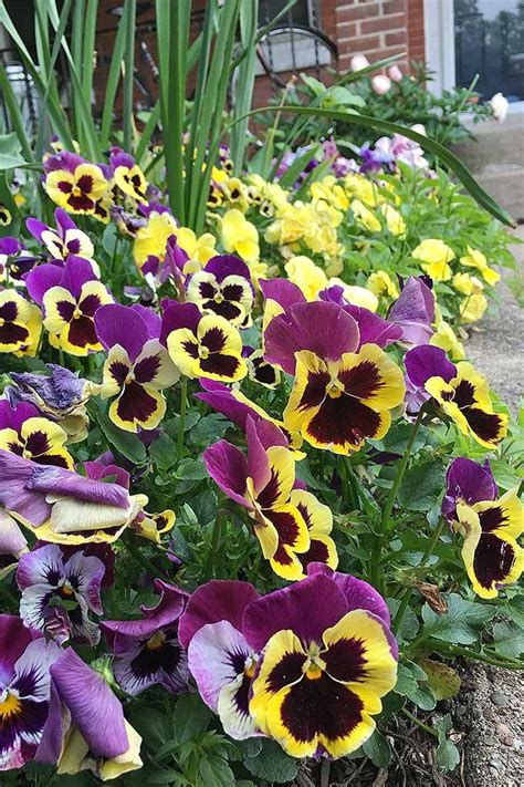 How to Grow Pansies and Violas for Multi-Season Color | Gardener’s Path ...