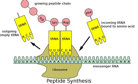 Ribosomal pause - Wikipedia