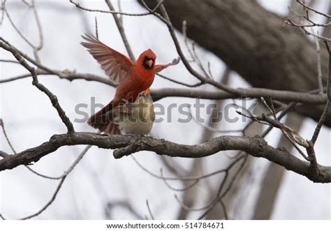 Pair Northern Cardinals Mating Stock Photo 514784671 | Shutterstock