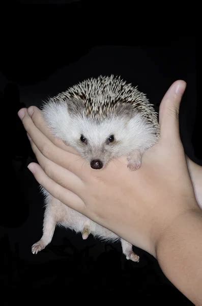 African pygmy hedgehog Stock Photo by ©Momo5287 31301241