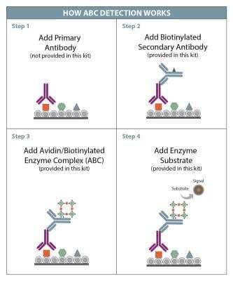 Anti-Sheep HRP-DAB IHC Detection Kit (CTS019-NOV): Novus Biologicals