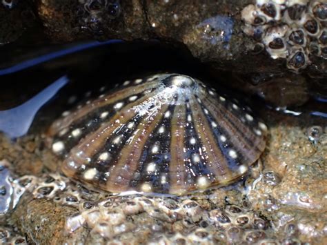 Ornate Limpet (Intertidal Zone - Rockpool Life NZ) · iNaturalist NZ