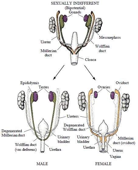 Female Development Anatomy