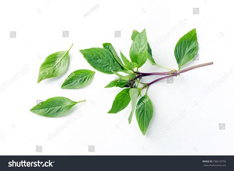 Thai basil leaves Images, Stock Photos & Vectors | Shutterstock