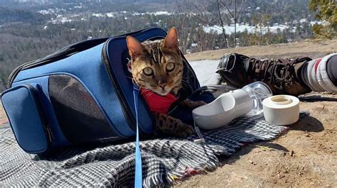 Best Cat Backpack For Hiking: Top Picks & Expert Tips (2024)