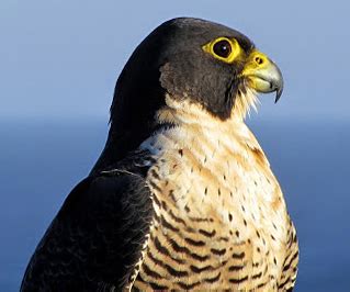 File:Peregrine falcon (Australia).JPG - Wikimedia Commons