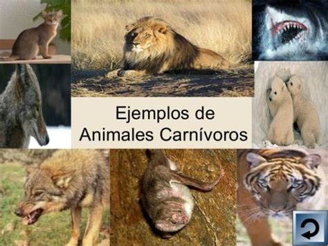 LISTA de animales carnívoros - ¡EJEMPLOS Y CARACTERÍSTICAS!