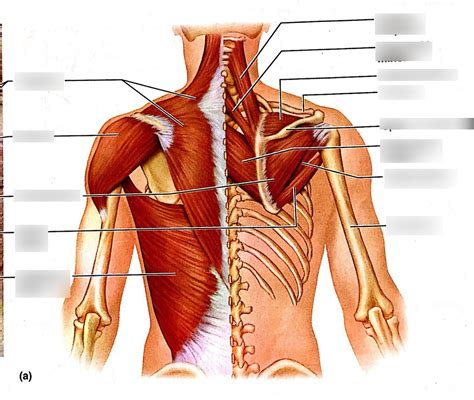 Human Muscles Of The Shoulder And Neck Poster Clinical Charts And ...