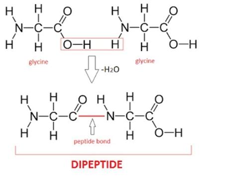 Dipeptide Molecule Sketch