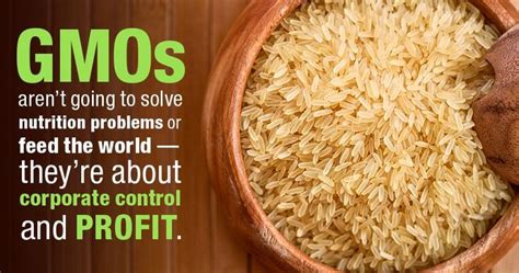 Bowl of GMO golden rice | Gmos, Monsanto, Food industry