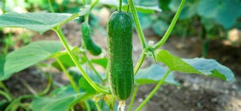 Parthenocarpic cucumbers: varieties and features – Healthy Food Near Me