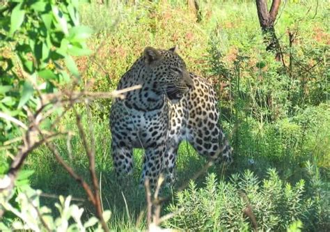 Gallery Pilanesberg Nature Reserve - Safari With Us