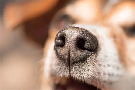 how to treat a dry nose on dogs? – HumbleDogs