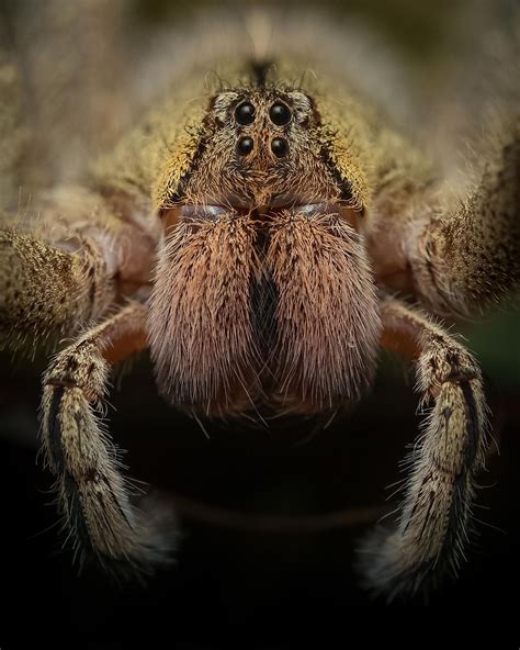 The Deadliest Spiders in the World - WorldAtlas