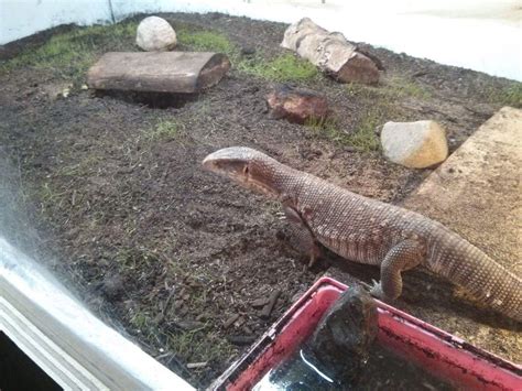 Savannah Monitor Care List | Reptiles Amino