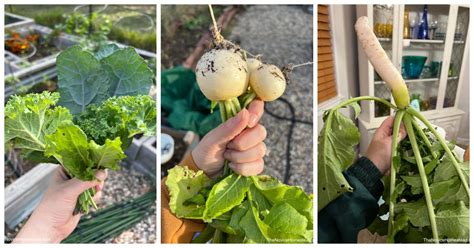 16 Vegetables to Plant in a Fall Garden - The Novice Homestead