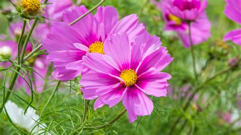 Types of cosmos: 15 beautiful varieties to grow | Gardeningetc