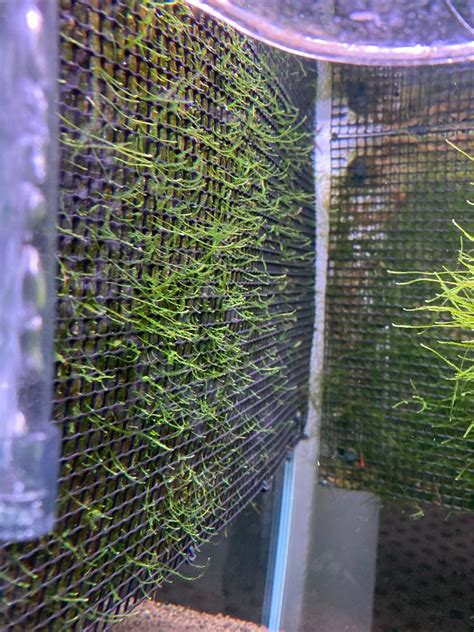 Java Moss wall mesh, Pet Supplies, Homes & Other Pet Accessories on ...