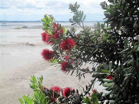 Shoot and Eat: Pohutakawa ( The New Zealand Christmas Tree)