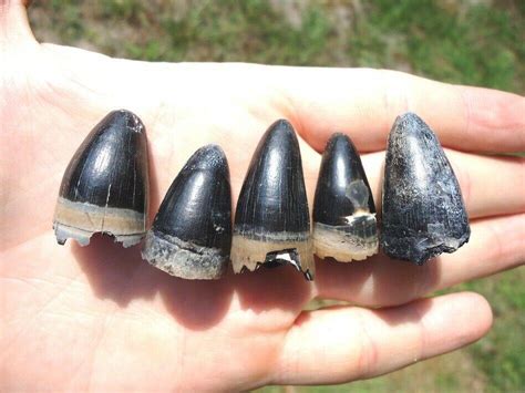 5 EXTRA LARGE QUALITY ALLIGATOR TEETH FLORIDA FOSSILS TOOTH ICE AGE ...