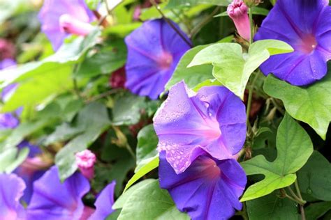 Morning Glory (Ipomoea purpurea): How to Grow with Success