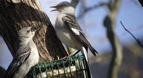 Suet vs. Seed Feeders - Wild About Birds