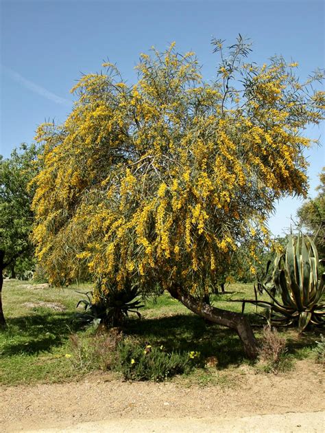 Acacia saligna | Acacia saligna (Labill.) H.L. Wendl. FABACE… | Flickr