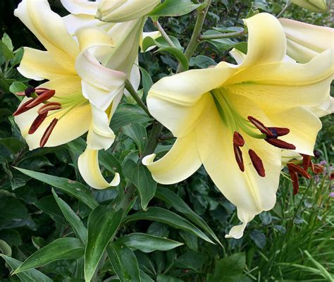 Flower of the Day: Yellow Lily – Susan Rushton