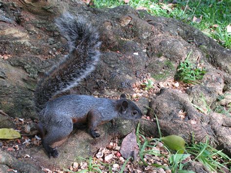 Mexican gray squirrel (Sciurus aureogaster)