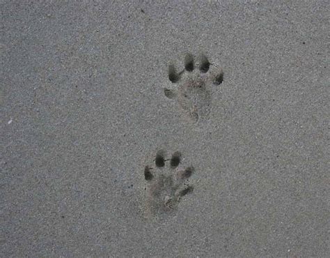 Sea Otter Tracks