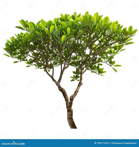 Plumeria tree isolated stock photo. Image of botanical - 105111418