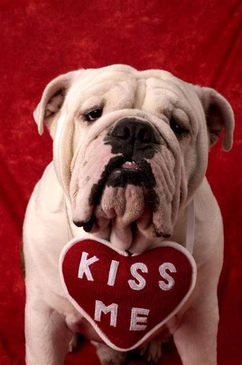 20 Most Cutest Valentine's Day Dogs | Home Design And Interior