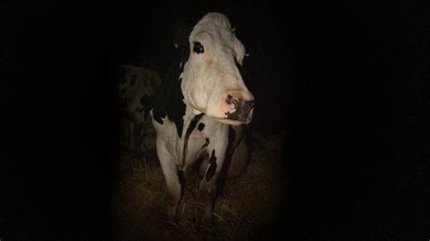 ‘Cow’ Film Review: Gritty Documentary Gives Us a Cow’s Life, From the ...