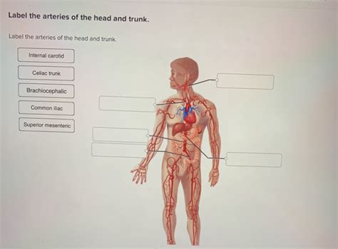 Solved Label the arteries of the head and trunk. Label the | Chegg.com