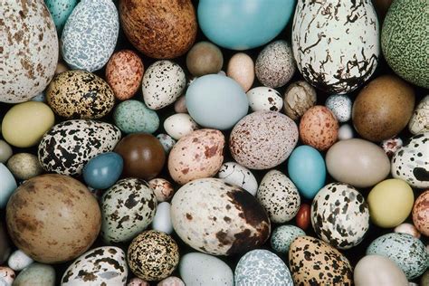 Bird eggs may be shaped by the way their mother flies | New Scientist