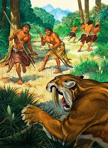 Sabre tooth tiger attacking Homoerectus stock image | Look and Learn