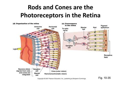 PPT - Conditions & Diseases Affecting Sensation and Motor Control PowerPoint Presentation - ID ...