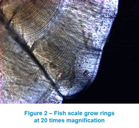 Analyzing Fish Scales Through Microscopy to Determine Aquatic Health Teledyne Lumenera