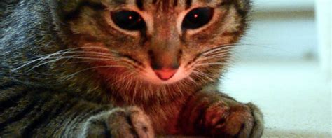 Best Cat Laser Beam - The Best Picture Of Beam