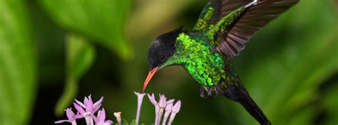 Meet the Streamertail, the 'Most Beautiful Bird in Jamaica’