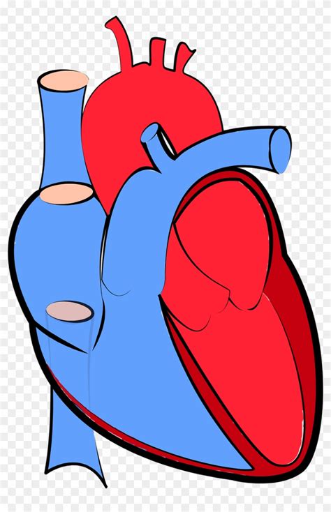 Human Heart Blood Flow Oxygenated And Deoxygenated - Human Heart Blue And Red - Free Transparent ...