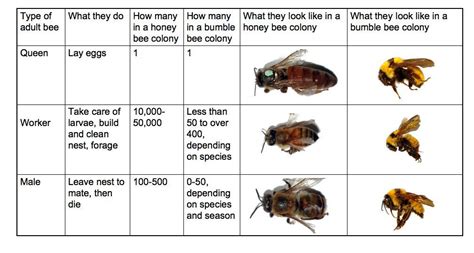 social lives of bees | Bee, Queen bumble bee, Types of bees