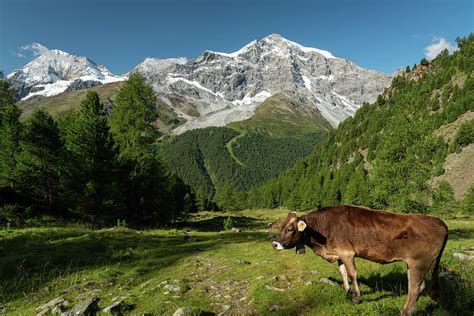 The Ortler Alps near Sulden on a sunny day in summer Photograph by Stefan Rotter - Pixels