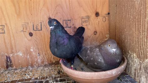 BREEDING ROLLER PIGEONS UPDATE - YouTube