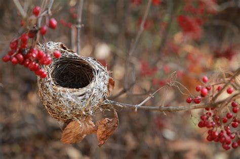 The Bird'S Nest Bird House - Free photo on Pixabay