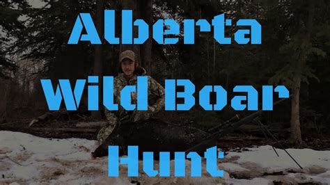 Hunting Elusive Alberta Razorback Hogs - YouTube