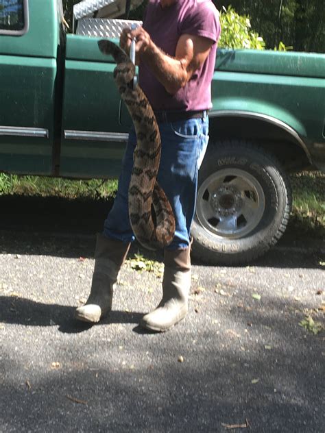 Massive Canebrake Rattlesnake Found In SC | FITSNews