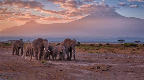 Kilimanjaro Elephants – Bing Wallpaper Download