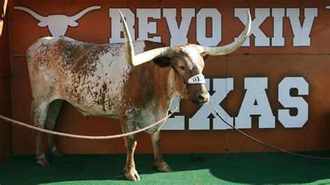 Texas Longhorns mascot Bevo retires after cancer diagnosis | NCAA ...