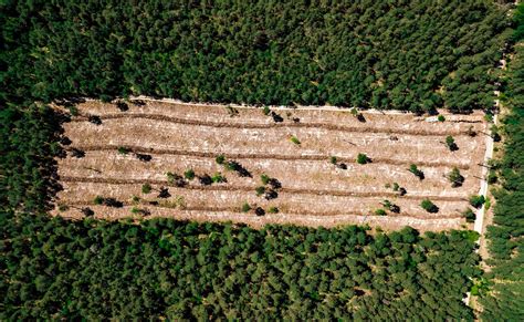 fordítás erőszak Ők calentamiento global deforestacion Termikus Sárgaréz nem